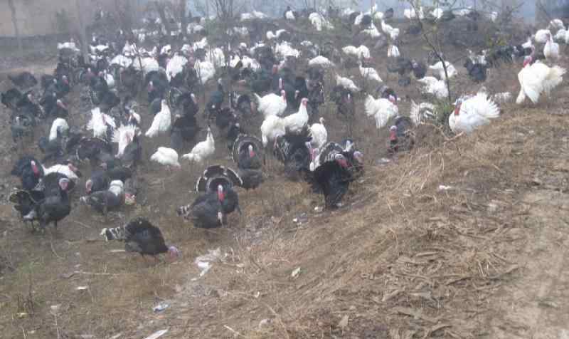 飼料銷(xiāo)售 在農(nóng)村賣(mài)飼料這個(gè)怎么樣，飼料銷(xiāo)售未來(lái)有前途沒(méi)？