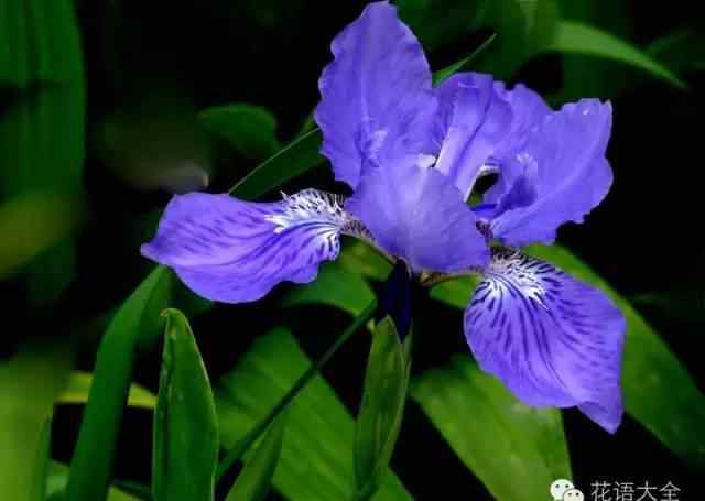 鳶尾花的花語(yǔ) 鳶尾花花語(yǔ)是什么？鳶尾花的寓意