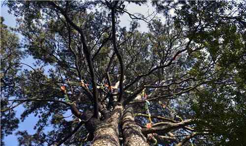 壽比南山的南山是指 壽比南山”的“南山”到底是指哪一座山？