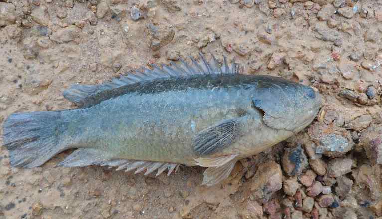 灘涂魚 中國“特有”的6種魚，第一個可在陸地呆6天之久，圖三如今成為了美食！