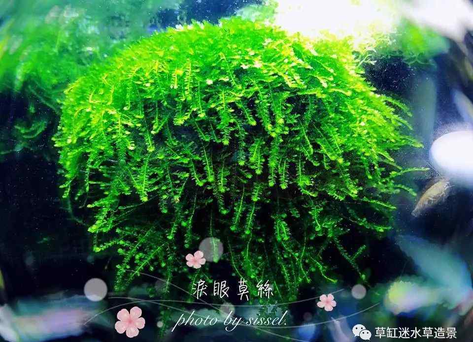 鹿角苔 草缸迷·百科——常見莫斯品種