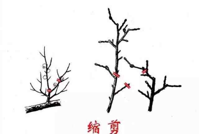 果樹(shù)剪枝技術(shù)圖解 果樹(shù)修剪入門，11種修剪技術(shù)詳解