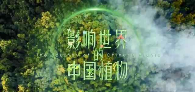 影響世界的中國植物 高分紀(jì)錄片推薦：《影響世界的中國植物》—讓世界了解中國