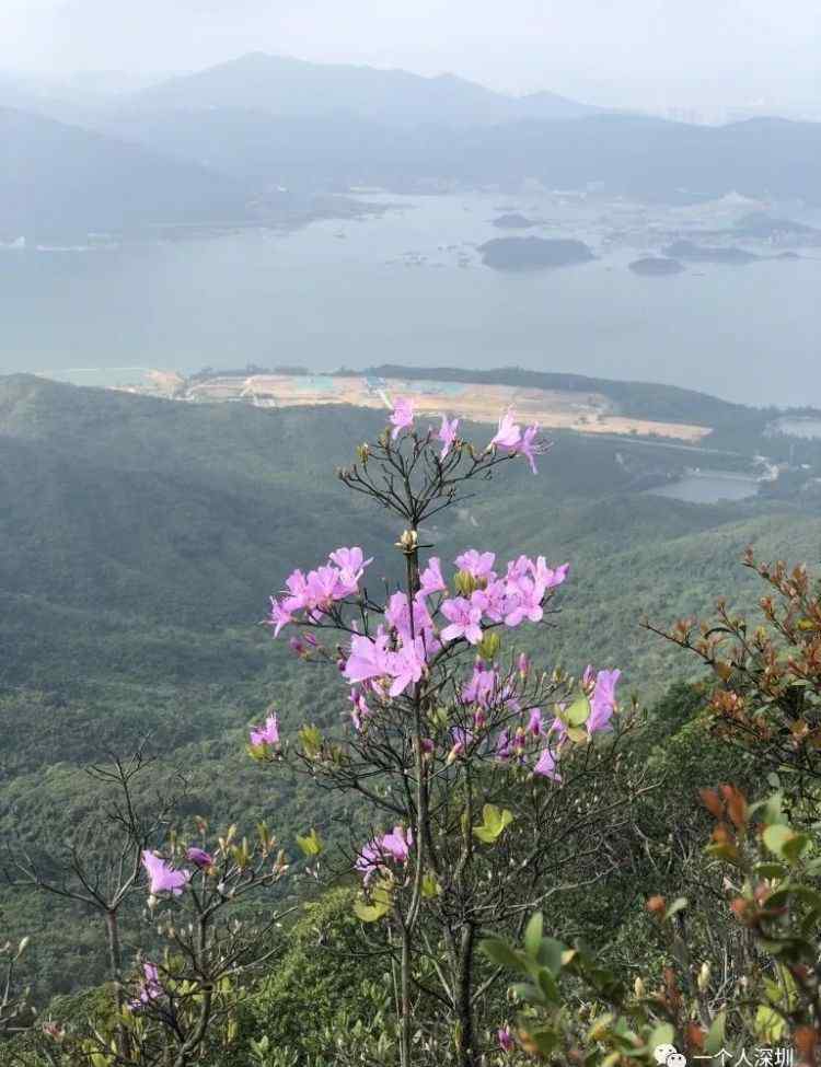 深圳排牙山 深圳第一險峰：排牙山