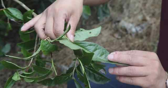 福鼎白茶屬于什么茶 福鼎白茶的荒大葉到底是什么樣的茶？能讓喝過的人戀戀不忘？