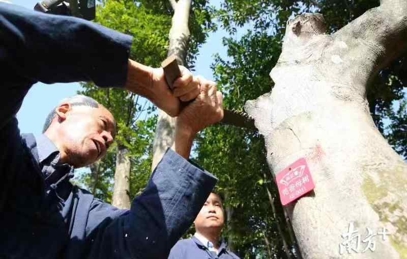 莞香樹 又是一年莞香采香時，今年15000棵莞香樹可讓公眾體驗采香過程