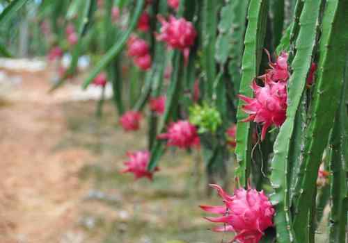 火龍果樹(shù) 火龍果樹(shù)種植方法簡(jiǎn)介