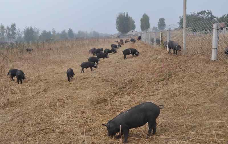 飼料銷(xiāo)售 在農(nóng)村賣(mài)飼料這個(gè)怎么樣，飼料銷(xiāo)售未來(lái)有前途沒(méi)？