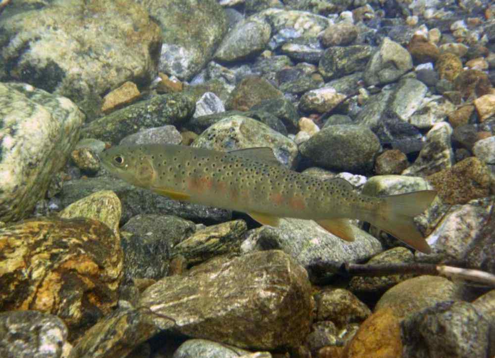 多鱗白甲魚 北京野生魚類銳減！魚類多樣性下降程度明顯