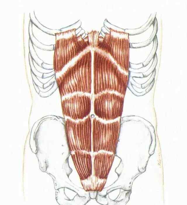 肌腹 腹肌4種肌肉
