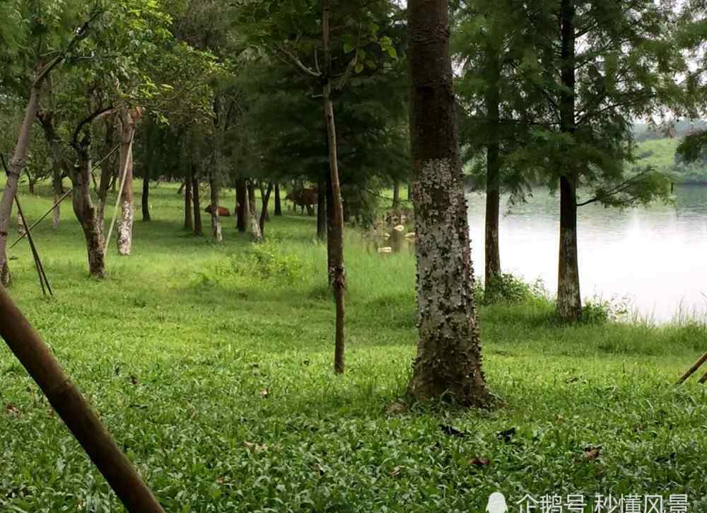 東莞松山湖好玩嗎 松山湖在哪里屬于東莞哪個(gè)鎮(zhèn)要門票嗎？有什么好玩的哪個(gè)景區(qū)最好玩