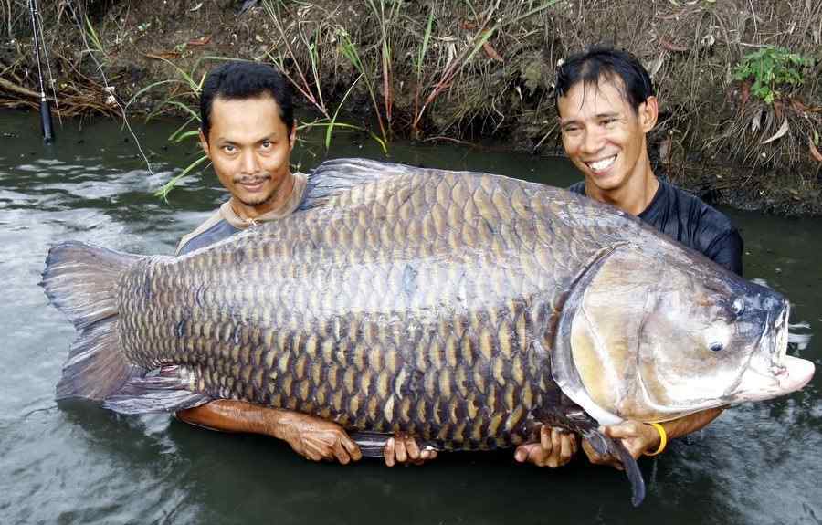 49斤的特大野生鯽魚(yú) 一條鯽魚(yú)可以長(zhǎng)多大？漁民活捉一條“大鯽魚(yú)”，至少都有90斤！