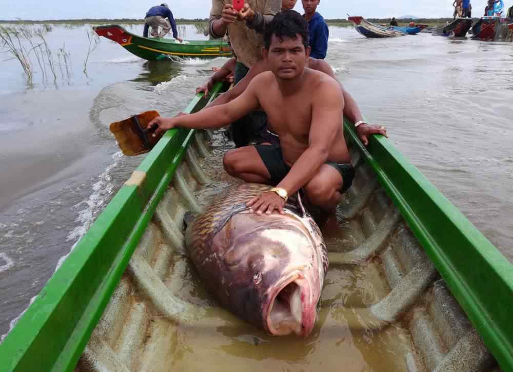 49斤的特大野生鯽魚(yú) 一條鯽魚(yú)可以長(zhǎng)多大？漁民活捉一條“大鯽魚(yú)”，至少都有90斤！