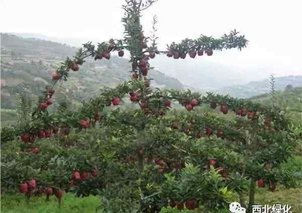 紡錘形 蘋果樹紡錘形和開心形 整形修剪技術(shù)