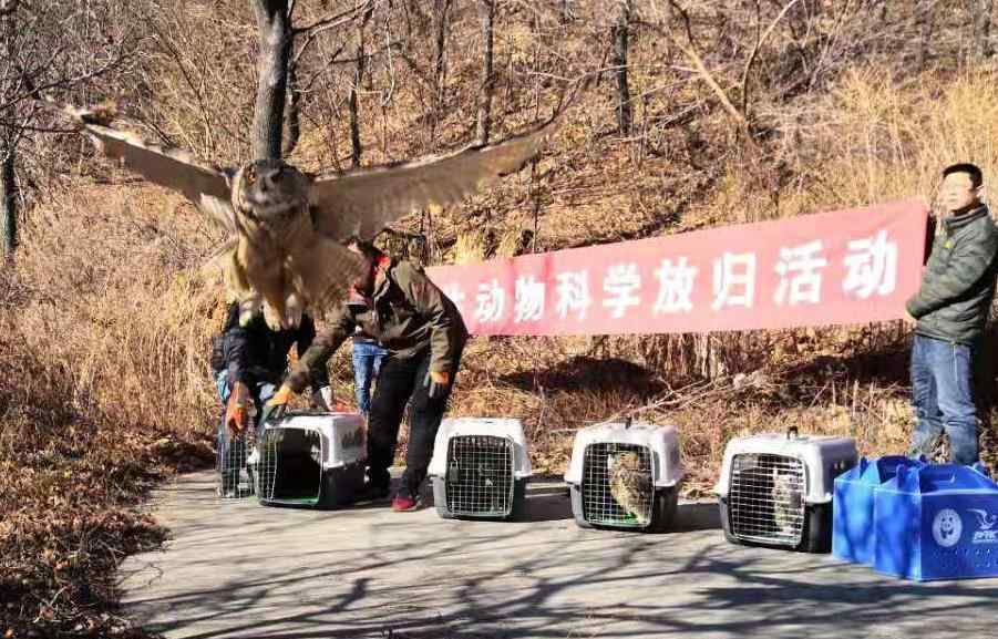 北京金錢豹價格 北京這地兒曾發(fā)現(xiàn)金錢豹，如今又多了6只猛禽