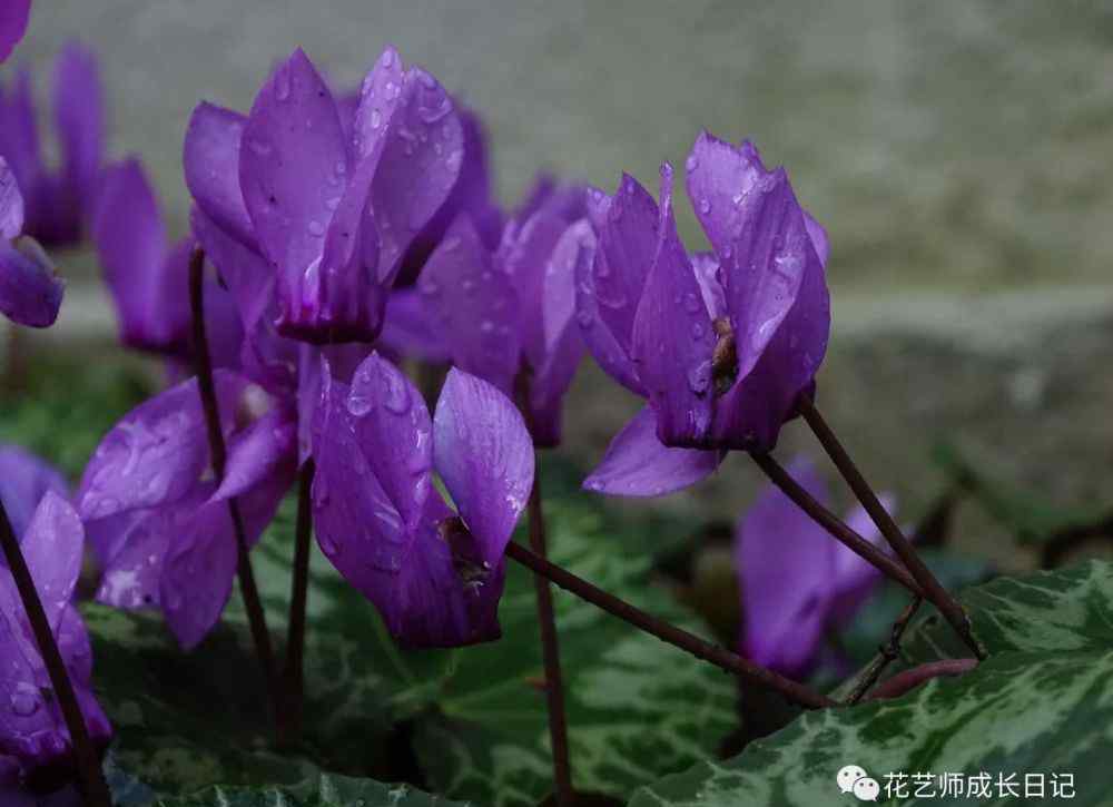 仙客來(lái)花語(yǔ) 植物圖鑒 兔耳朵仙客來(lái)