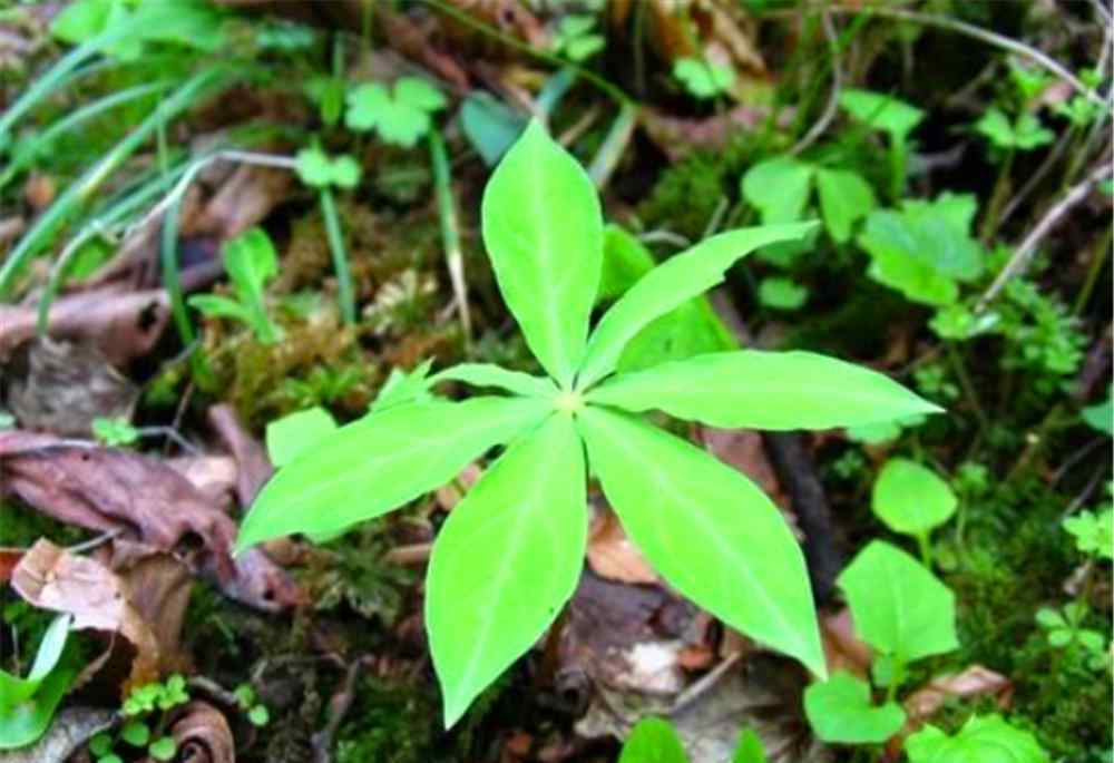 七葉一枝花價(jià)格 七葉一枝花那么貴，為什么現(xiàn)在種植的人卻十分稀少呢？