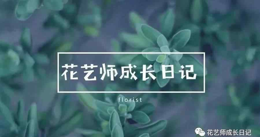 仙客來(lái)花語(yǔ) 植物圖鑒 兔耳朵仙客來(lái)