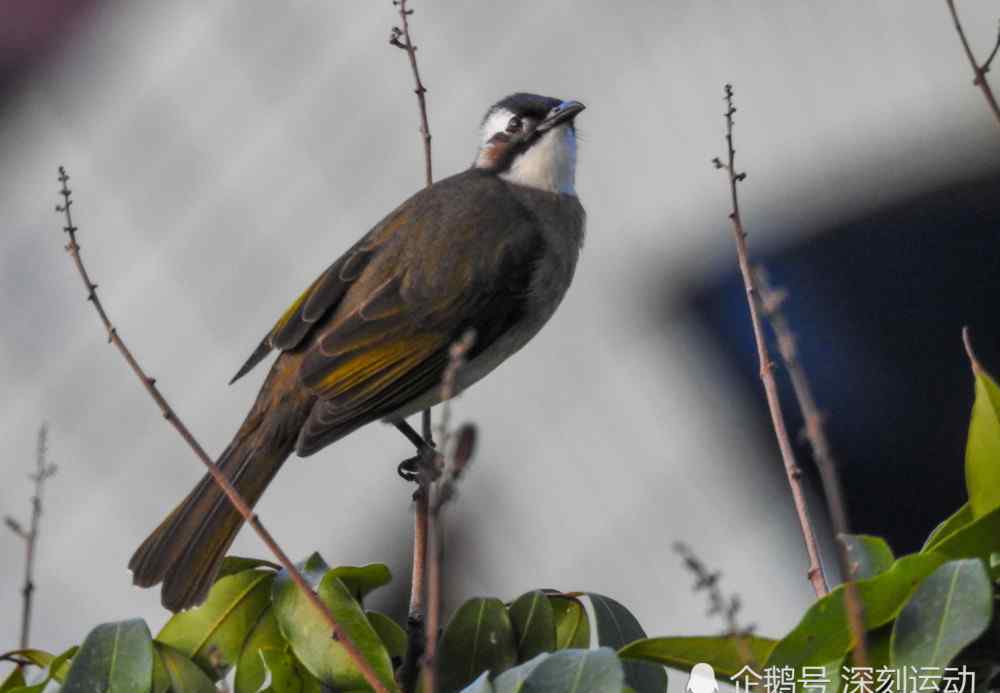 白鹡鸰 在綠水青山的莆田觀鳥筆記：舊年宮的翠鳥白鷺白鹡鸰