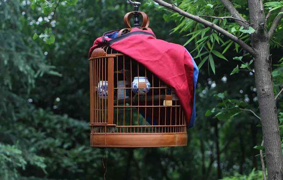 塑料鸚鵡 籠鳥現(xiàn)狀：每在市面上出售1只鳥，就會有10只鳥死去