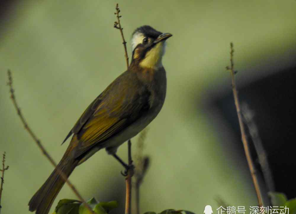 白鹡鸰 在綠水青山的莆田觀鳥筆記：舊年宮的翠鳥白鷺白鹡鸰