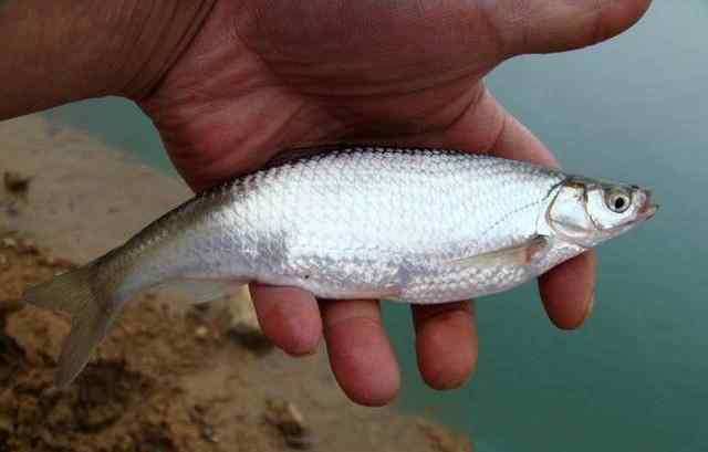 公認(rèn)釣白條最快的釣法 釣魚(yú)人又愛(ài)又恨的白條魚(yú)，想要釣得多卻不易，分享兩種最快的釣法