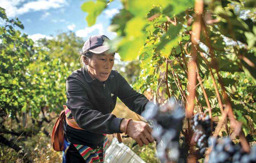 鮮花產(chǎn)地 你的紅酒和鮮花可能已經(jīng)悄悄換了產(chǎn)地，原因是地球氣候變暖