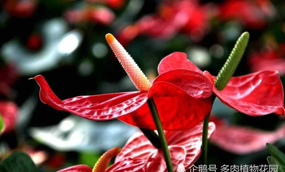 紅掌花 紅掌花的養(yǎng)護(hù)方法，這樣養(yǎng)護(hù)紅掌花期長(zhǎng)，花朵大