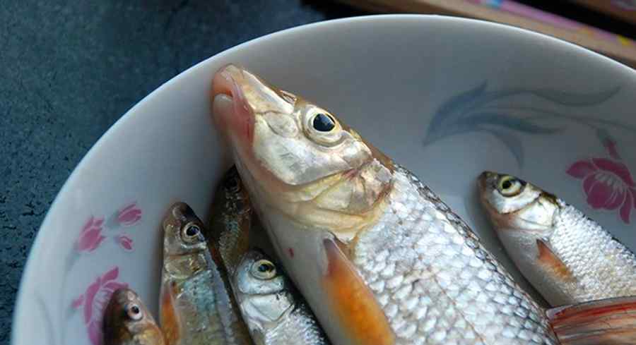 重唇魚 這魚體態(tài)修長，頭尖嘴唇肥厚，黑龍江本地人叫它“蟲蟲魚”