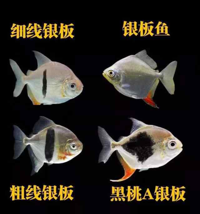 龍魚缸 龍魚缸里的絕佳配魚，比起虎魚一點不差，而且價格便宜極易飼養(yǎng)