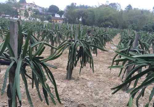 火龍果樹(shù) 火龍果樹(shù)種植方法簡(jiǎn)介