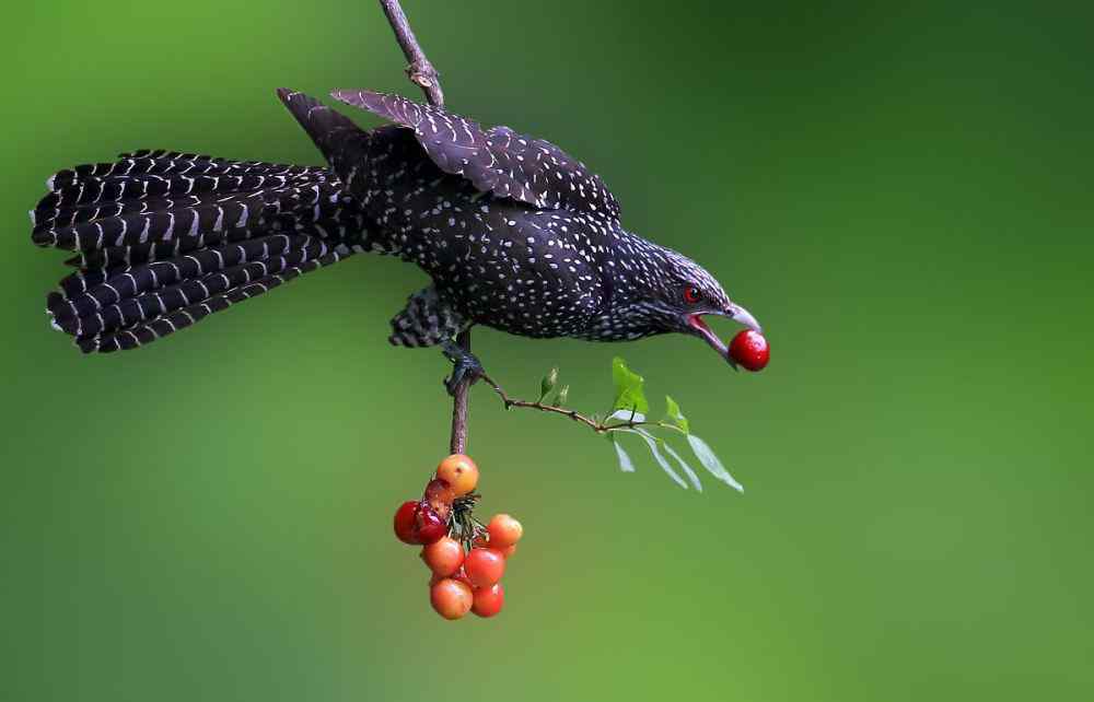 鬼鳥 恐怖叫聲的“鬼鳥”原來就是噪鵑叫聲，民間稱“冤魂鳥”