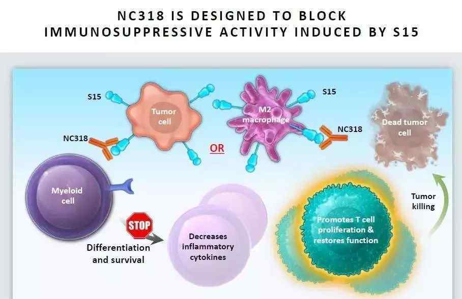 陳列平 陳列平帶來全新免疫藥物NC318，接棒PD-1，探索癌癥“治愈”之路