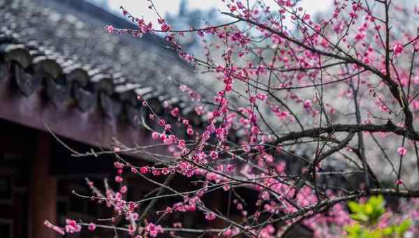 梅花詩王安石 王安石的這首“梅花詩”，入選教科書，幾乎人人都會背