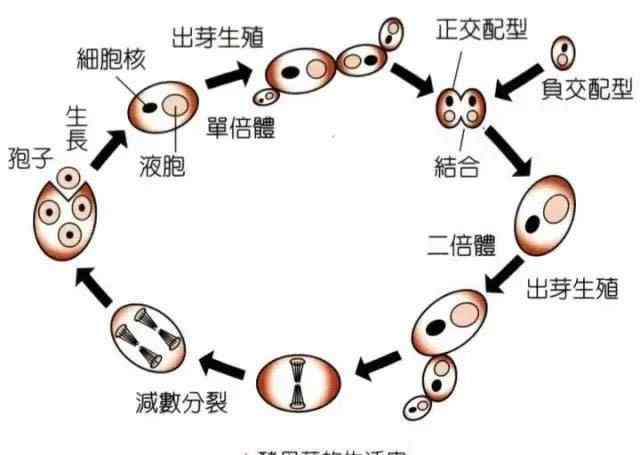 酵母抽提物 酵母提取物是什么？名膜壹號這個成分的真相到底是什么？