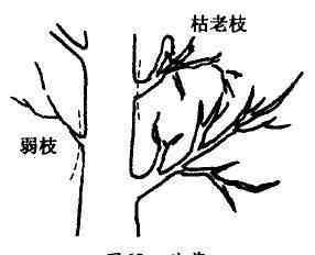 果樹修剪技術(shù) 果樹修剪入門，11種修剪技術(shù)詳解