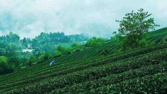 岳西茶葉 岳西多少茶葉遭賤賣？我們的營銷離“國賓禮茶”形象還有多遠(yuǎn)？