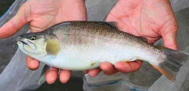 細鱗魚 舌尖上的鴨綠江——“冷水魚王”細鱗魚