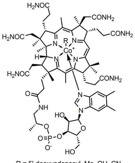 neutralize Science：揭示免疫系統(tǒng)靶向維生素B12途徑來中和結(jié)核桿菌機制