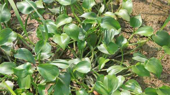 鴨舌草 農(nóng)村這種野草，葉子似鴨舌一般，是老一輩人喜愛的野菜