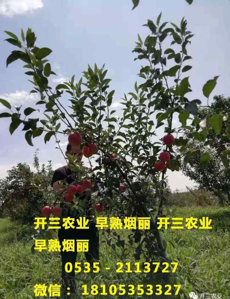 北方果樹(shù)56個(gè)品種 果樹(shù)苗木信息