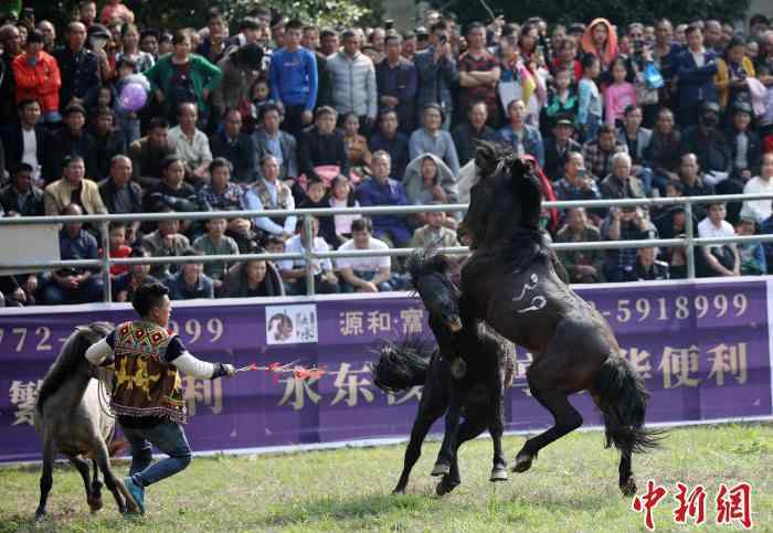 苗族斗馬節(jié) 廣西蘆笙斗馬節(jié)開幕 60匹戰(zhàn)馬因“醋意”引發(fā)大戰(zhàn)