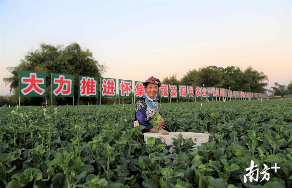 聚龍一號(hào) 懷集農(nóng)業(yè)建鏈、補(bǔ)鏈、強(qiáng)鏈進(jìn)行時(shí) 一棵懷集蔬菜的產(chǎn)業(yè)鏈之旅