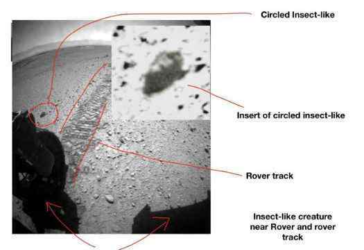 火昆 火星昆蟲？照片里的“證據(jù)”