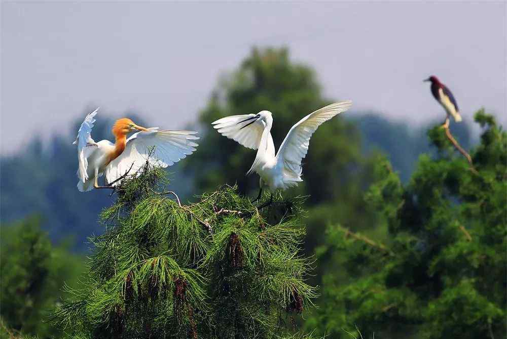 船來船往 高郵·湖上花海，顛覆傳統(tǒng)油菜花景區(qū)的認(rèn)知和排名！