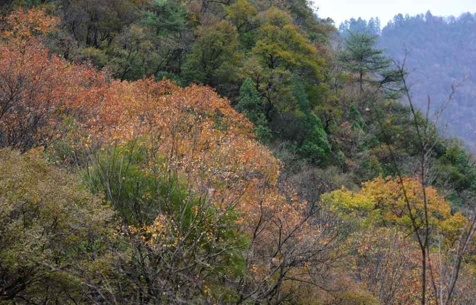 黑河國(guó)家森林公園 探訪大秦嶺深邃神秘之美 秋冬交替的黑河國(guó)家森林公園令人陶醉