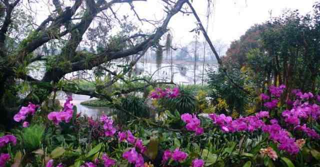 蘭色花園 中國(guó)最大戶外蘭花園，有50余萬株蘭花，深藏在國(guó)家5A級(jí)風(fēng)景區(qū)