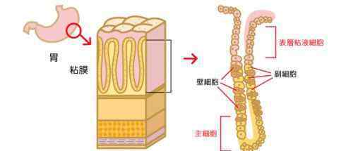 有胃病的人如何養(yǎng)胃 胃病總是反反復(fù)復(fù)？手把手教你如何養(yǎng)胃