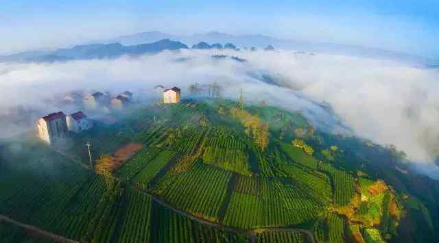 望海茶 近在咫尺的浙江茶，除了龍井，你還知道啥？