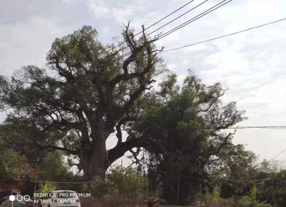 瑞金電視臺(tái) 瑞金這些祠堂要出名了……